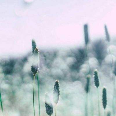 特朗普将任命扎克伯格、埃里森、黄仁勋加入科技顾问委员会